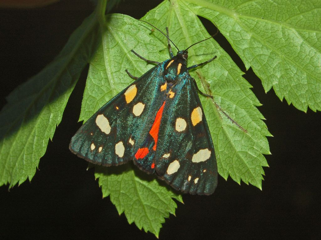 Callimorpha dominula (Arctiidae)